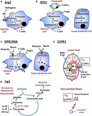 Role of Dietary Metabolites in Regulating the Host Immune Response in Gastrointestinal Disease